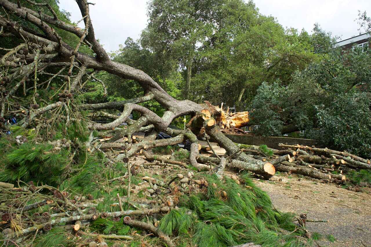 Best Tree Removal Near Me  in Clermont, IN